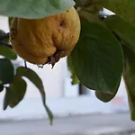 Traditional In Nature *
