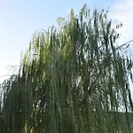 Apartman Traditional In Nature