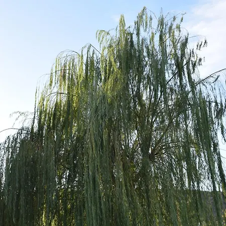 Apartmán Traditional In Nature